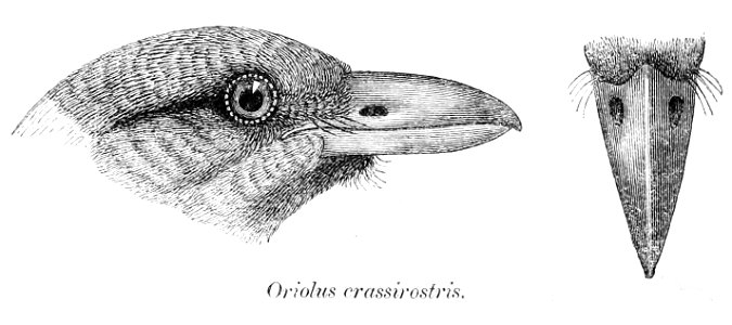 Oriolus crassirostris 1870
