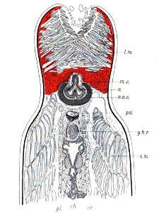 Origin of Vertebrates Fig 031
