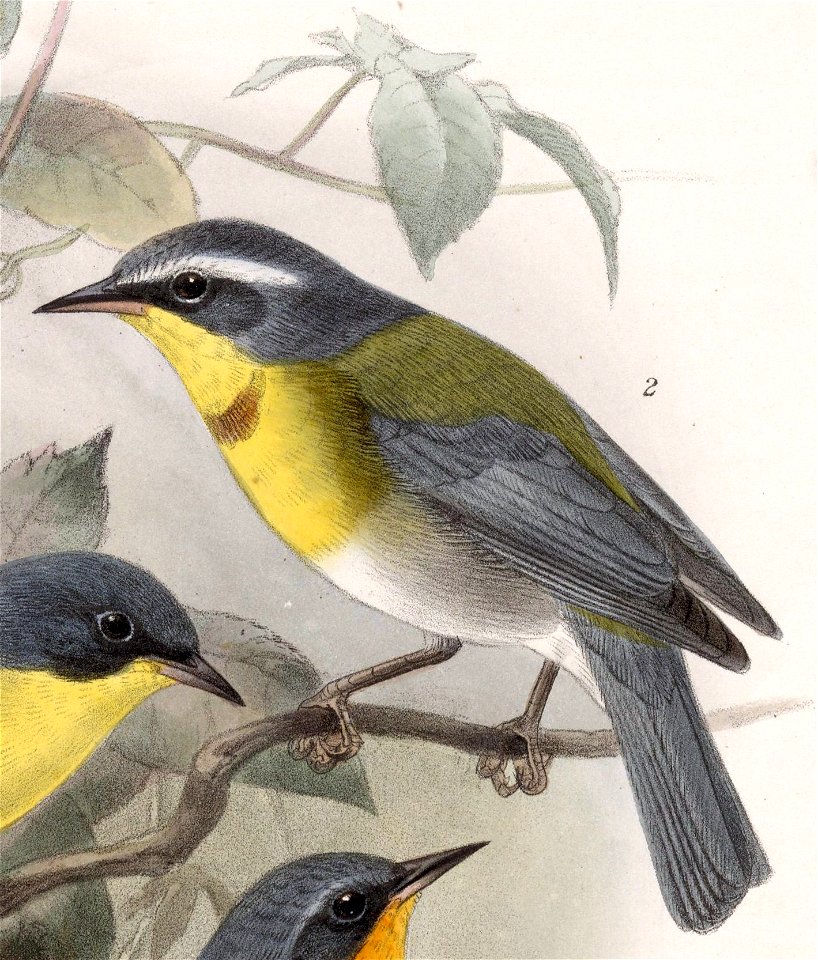 Oreothlypis superciliosa 1902