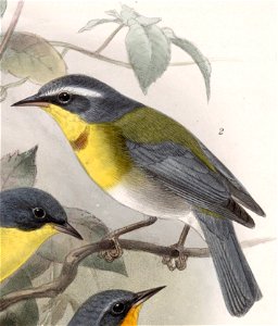 Oreothlypis superciliosa 1902