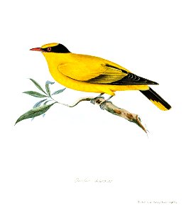 OriolusSinensisJerdon