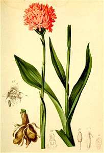 Orchis globosa Atlas Alpenflora