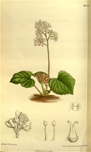 Oresitrophe rupifraga 143-8726
