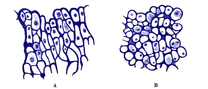 Origin of Vertebrates Fig 055