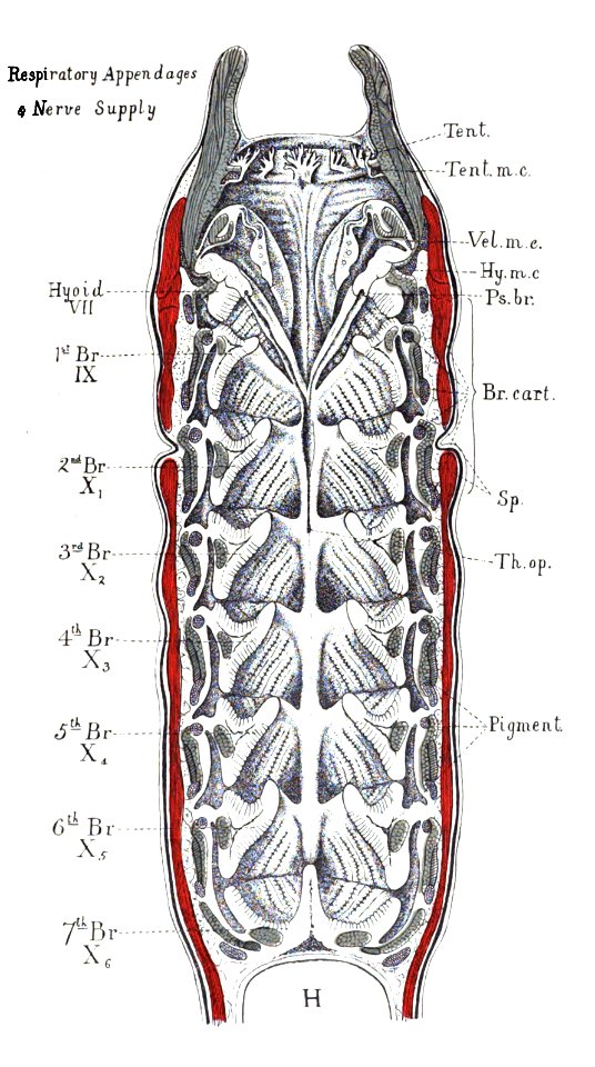 Origin of Vertebrates Fig 074
