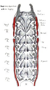 Origin of Vertebrates Fig 074