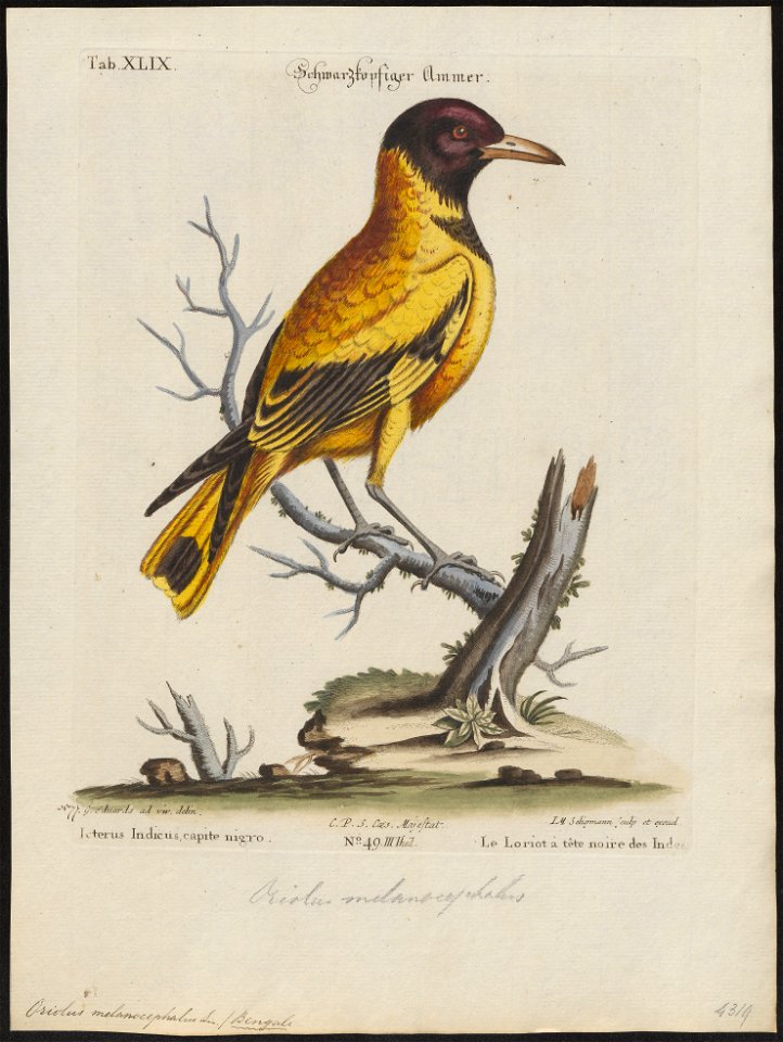 Oriolus melanocephalus - 1700-1880 - Print - Iconographia Zoologica - Special Collections University of Amsterdam - UBA01 IZ16400201