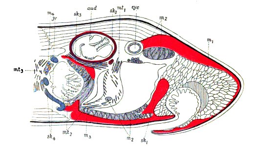 Origin of Vertebrates Fig 117