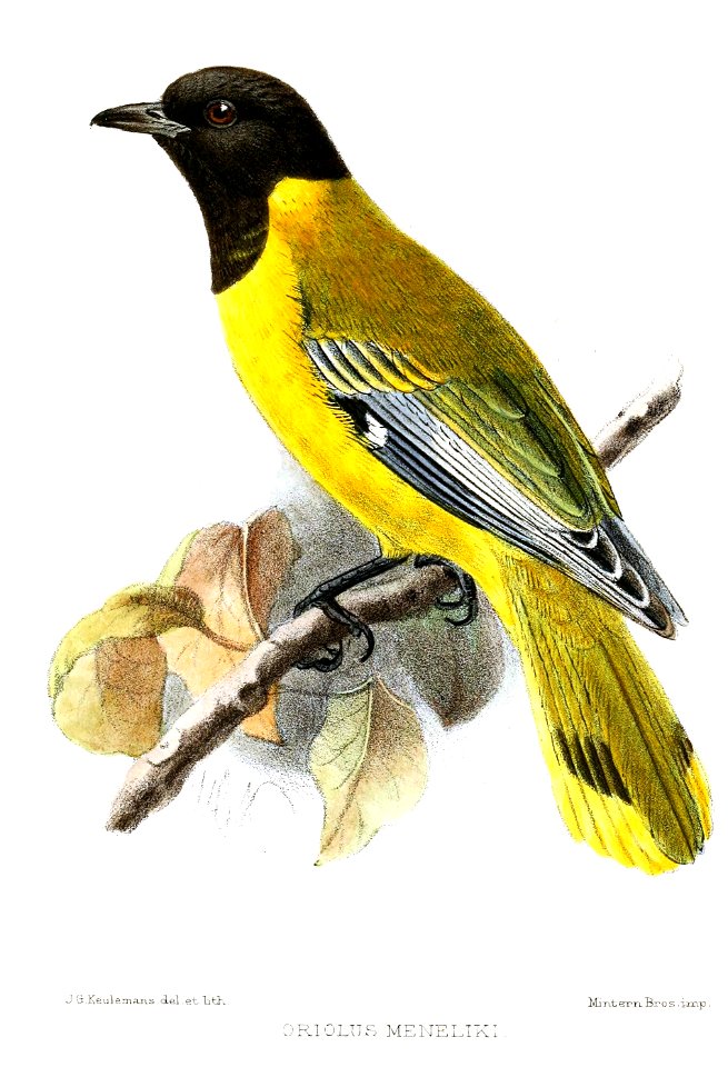 OriolusMenelikiKeulemans