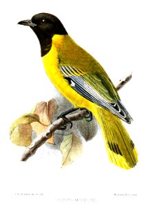 OriolusMenelikiKeulemans