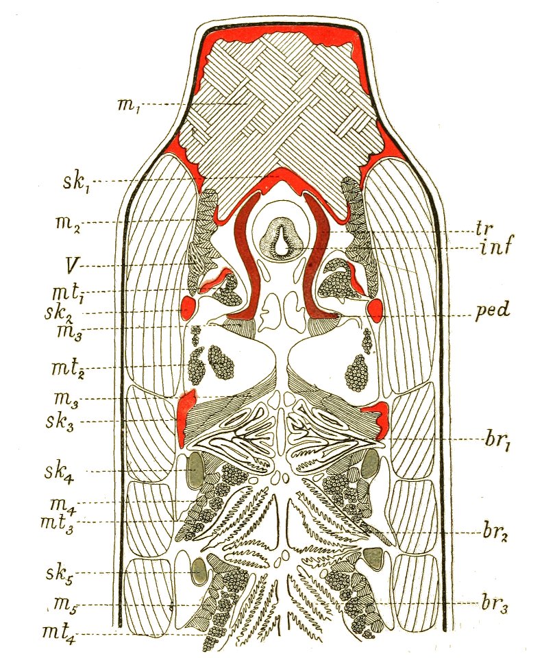 Origin of Vertebrates Fig 116