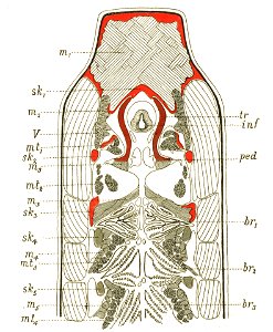 Origin of Vertebrates Fig 116