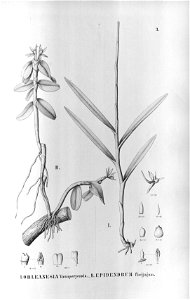 Orleanesia yauaperyensis - Epidendrum sculptum (as syn. Epidendrum florijugum) - Fl.Br.3-5-3. Free illustration for personal and commercial use.