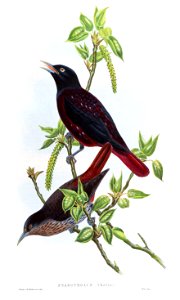 OriolusTrailliGould