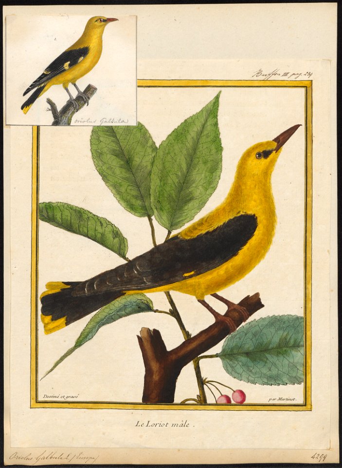 Oriolus galbula - 1700-1880 - Print - Iconographia Zoologica - Special Collections University of Amsterdam - UBA01 IZ16400169
