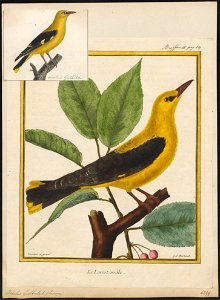 Oriolus galbula - 1700-1880 - Print - Iconographia Zoologica - Special Collections University of Amsterdam - UBA01 IZ16400169