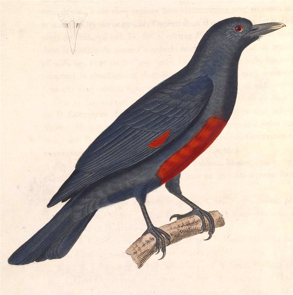 Oriolus cruentus cruentus 1838