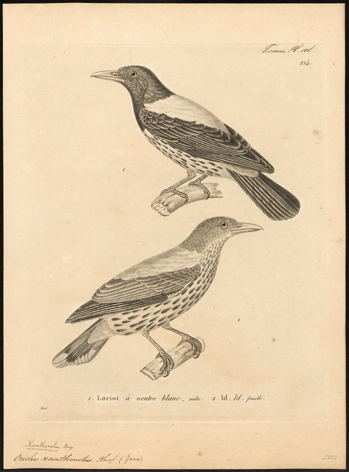 Oriolus xanthonotus - 1700-1880 - Print - Iconographia Zoologica - Special Collections University of Amsterdam - UBA01 IZ16400207