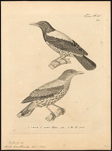 Oriolus xanthonotus - 1700-1880 - Print - Iconographia Zoologica - Special Collections University of Amsterdam - UBA01 IZ16400207