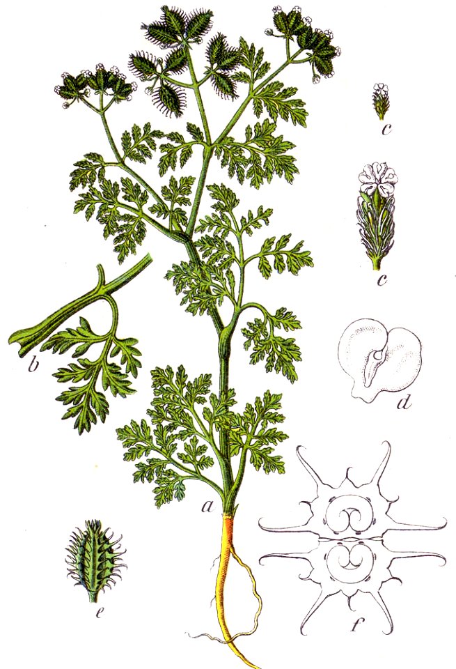 Orlaya daucoides Sturm35