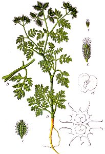 Orlaya daucoides Sturm35