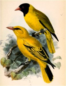Oriolus nigripennis & Oriolus auratus notatus 1870