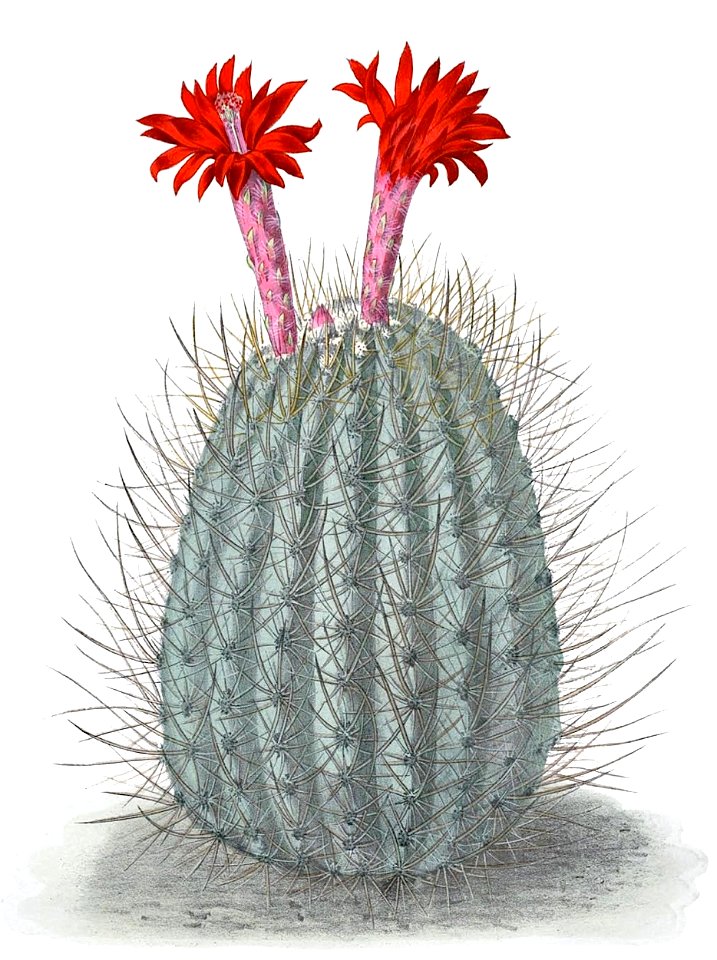 Oreocereus hempelianus BlKakteenT85