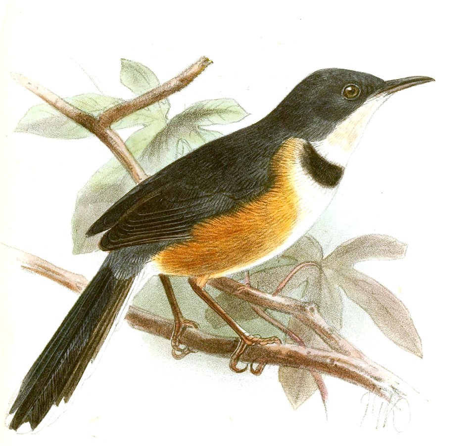 Oreolais pulcher Keulemans