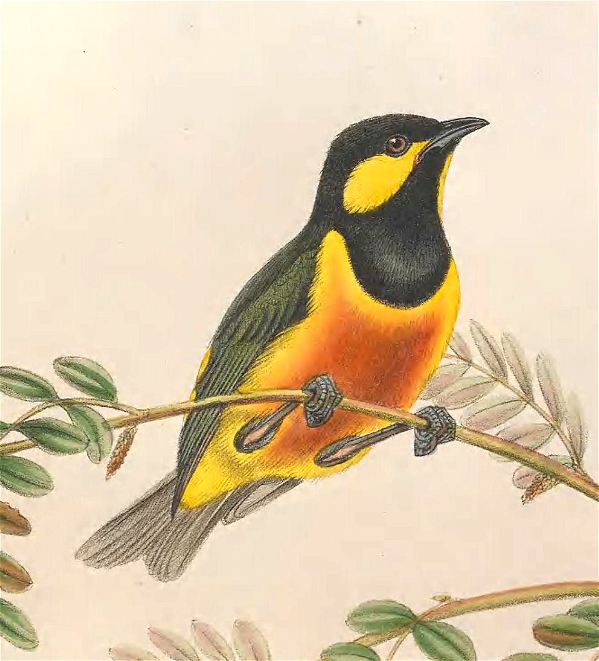 Oreocharis arfaki - The Birds of New Guinea (cropped)