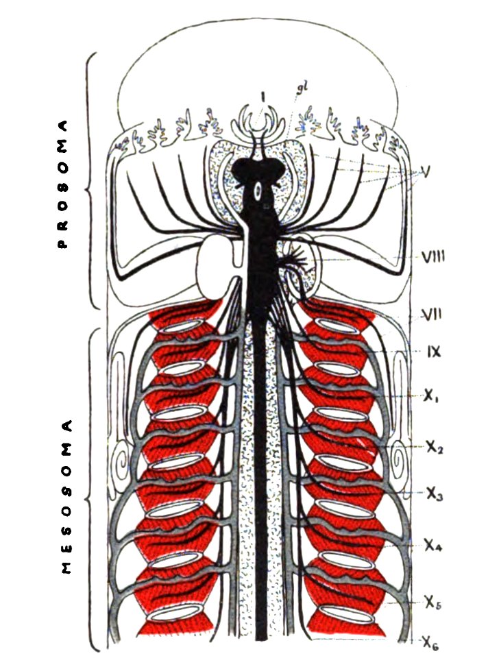 Origin of Vertebrates Fig 060
