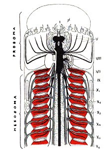 Origin of Vertebrates Fig 060