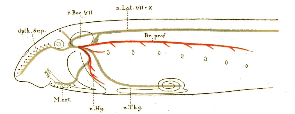 Origin of Vertebrates Fig 123