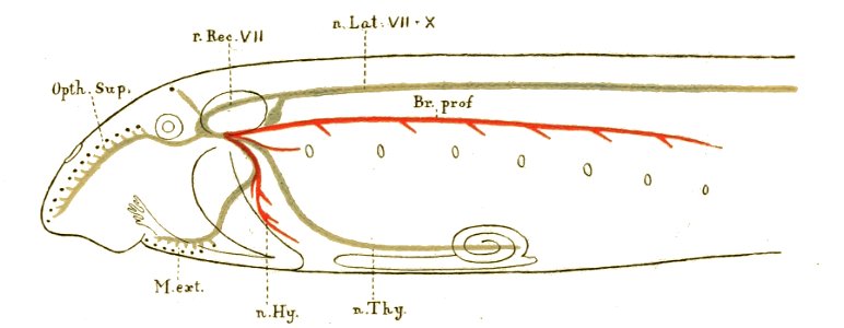 Origin of Vertebrates Fig 123
