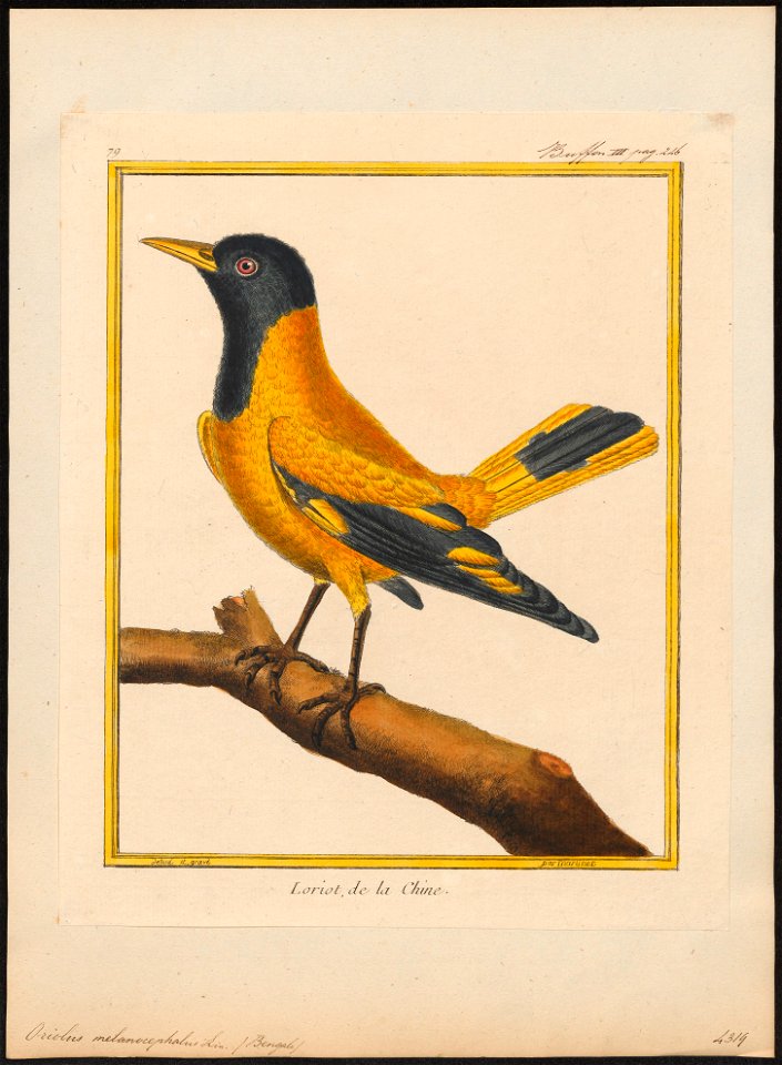 Oriolus melanocephalus - 1700-1880 - Print - Iconographia Zoologica - Special Collections University of Amsterdam - UBA01 IZ16400205