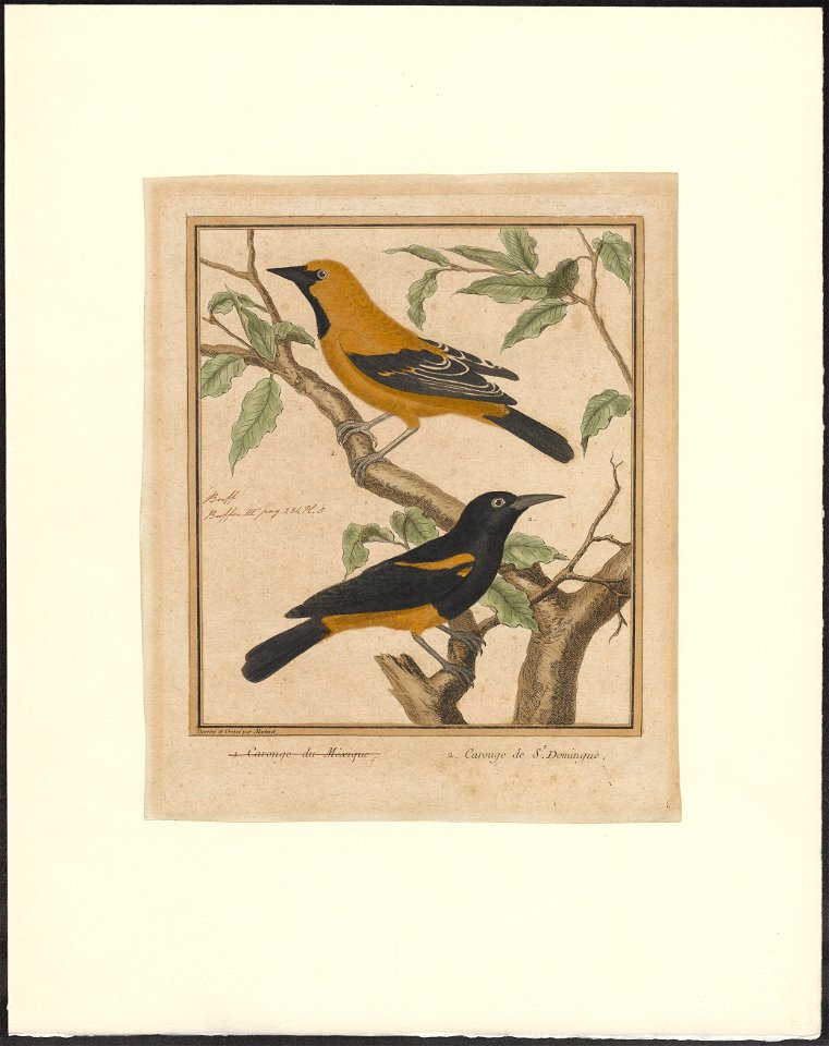 Oriolus linnaei - 1796-1799 - Print - Iconographia Zoologica - Special Collections University of Amsterdam - UBA01 IZAA100177