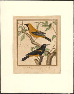 Oriolus linnaei - 1796-1799 - Print - Iconographia Zoologica - Special Collections University of Amsterdam - UBA01 IZAA100177