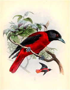 Oriolus traillii ardens 1862