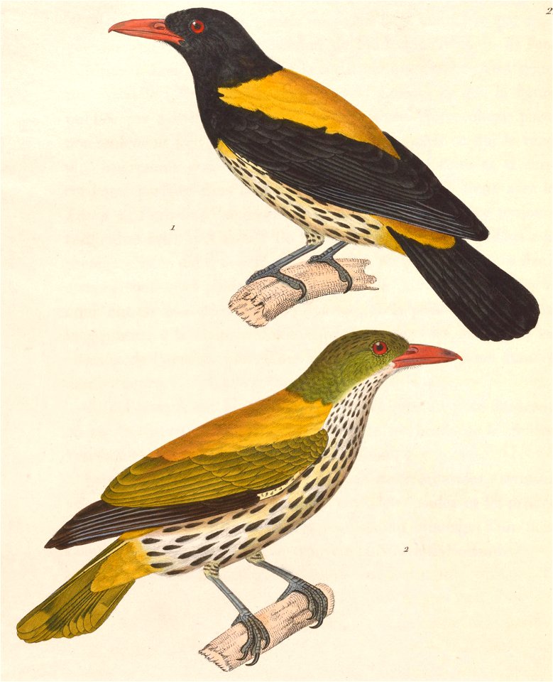 Oriolus xanthonotus 1838