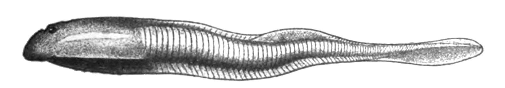 Origin of Vertebrates Fig 017