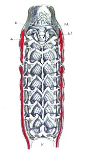 Origin of Vertebrates Fig 115