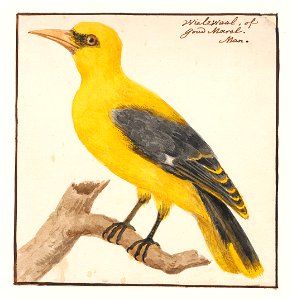 Oriolus galbula - man - 1753-1834 - Print - Iconographia Zoologica - Special Collections University of Amsterdam - UBA01 IZA1000270