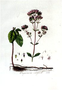 Orignanum vulgare — Flora Batava — Volume v3