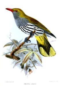OriolusSteeriiKeulemans
