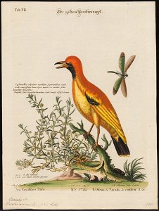 Oriolus aureus - 1700-1880 - Print - Iconographia Zoologica - Special Collections University of Amsterdam - UBA01 IZ16400209