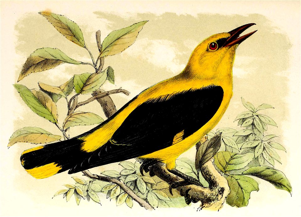 Oriolus oriolus 1873