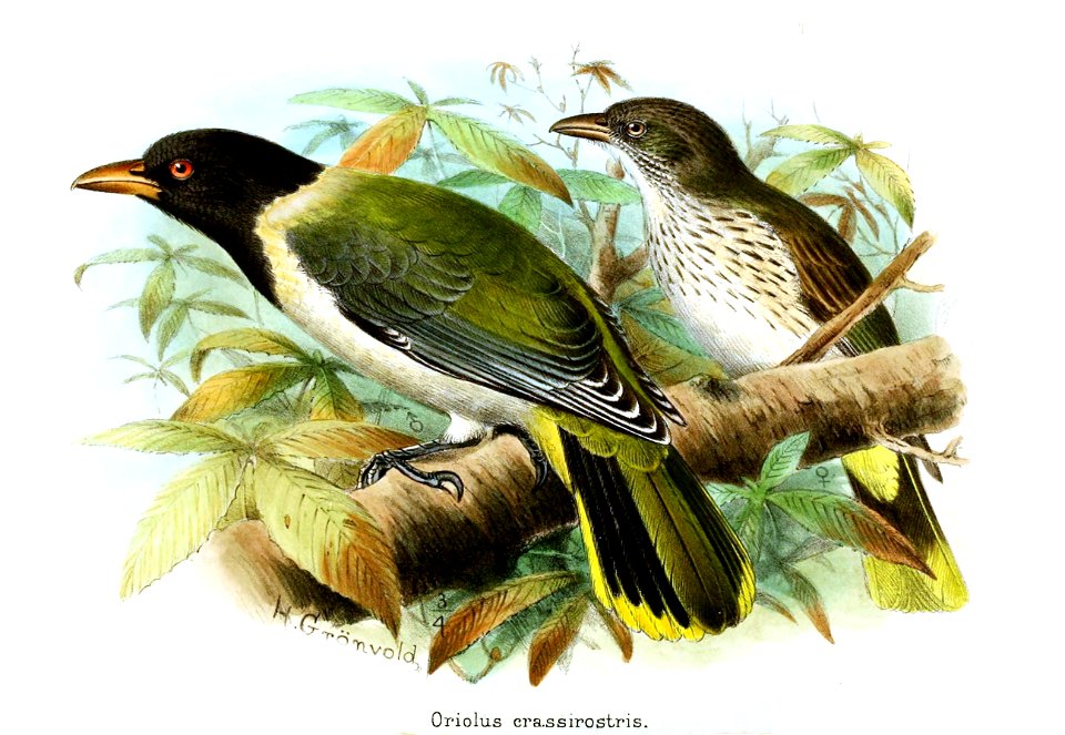 Oriolus crassirostris Gronvold