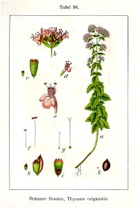 Origanum vulgare Sturm56