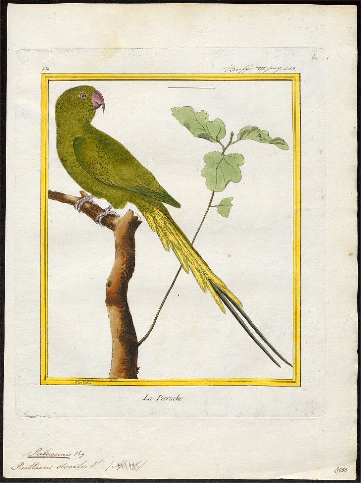 Palaeornis docilis - 1700-1880 - Print - Iconographia Zoologica - Special Collections University of Amsterdam - UBA01 IZ18500041