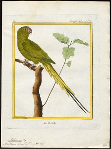 Palaeornis docilis - 1700-1880 - Print - Iconographia Zoologica - Special Collections University of Amsterdam - UBA01 IZ18500041