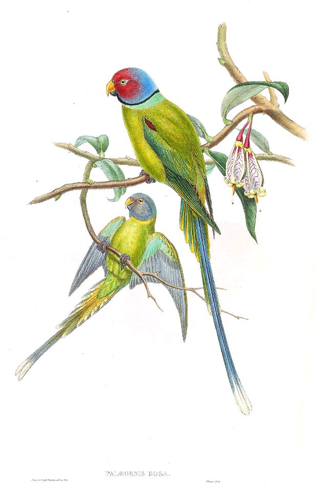 PalaeornisRosaGould